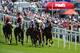 Can Thistle Bird emerge victorious this time?