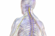 The spinal cord (yellow) runs within the spinal column from the brain to the lower back.