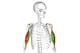 The biceps consists of two muscle bodies, seen here in red and green. Together, they rotate the forearm outward and flex the elbow.