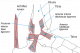 This diagram shows some of the ligaments of the ankle as viewed from the outside of the joint. Cam Newton's surgery likely addressed looseness in one or more of the bottom three.
