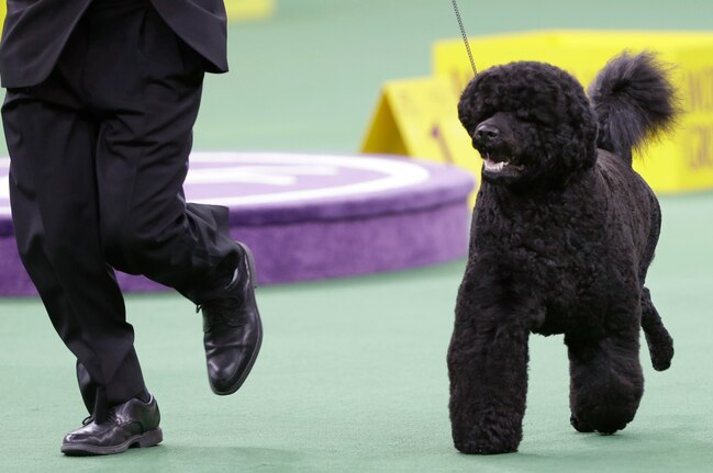 what channel is westminster show 2015 westminster show tv schedule design bild what channel is westminster show 2015 westminster show tv schedule design bild