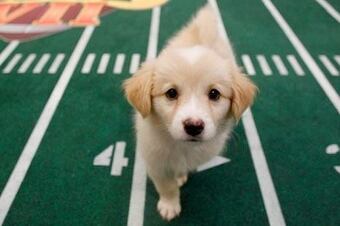Puppybowl_original_crop_north