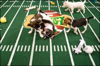 Puppybowl_crop_north