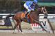 Alpha could have won by even more in the Withers