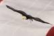 GLENDALE, AZ - JANUARY 10: Challenger, a Bald Eagle circles the stadium during the national anthem for the Tostitos BCS National Championship Game between the Oregon Ducks and Auburn Tigers at University of Phoenix Stadium on January 10, 2011 in Glendale, Arizona. (Photo by Christian Petersen/Getty Images)