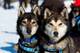 Photo courtesy of Iditarod.com