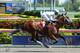image from winstarfarm.com