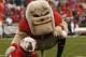 ATHENS, GA - NOVEMBER 29: Georgia Bulldogs mascots Hairy Dawg (R) and UGA VII pose together for photos before the game against the Georgia Tech Yellow Jackets at Sanford Stadium on November 29, 2008 in Athens, Georgia. The Yellow Jackets defeated the Bulldogs 45-42. (Photo by Mike Zarrilli/Getty Images)