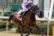Castaway is the morning-line favorite for Saturday's Coolmore Lexington Stakes. (Photo via nbcsports.msnbc.com)