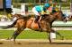 Paynter is the class of the Derby Trial field. (Photo via BloodHorse.com)