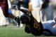 BERKELEY, CA - OCTOBER 04: Rudy Carpenter #12 of the Arizona State Sun Devils is chased by Ernest Owusu #95 of the California Golden Bears during an NCAA football game at Memorial Stadium on October 4, 2008 in Berkeley, California. (Photo by Jed Jacobsohn/Getty Images)