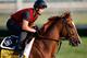 LOUISVILLE, KY - MAY 04: Dullahan trains on the track in preparation for the 138th Kentucky Derby at Churchill Downs at Churchill Downs on May 4, 2012 in Louisville, Kentucky. (Photo by Rob Carr/Getty Images)
