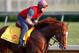 LOUISVILLE, KY - MAY 04: Daddy Long Legs trains on the track in preparation for the 138th Kentucky Derby at Churchill Downs at Churchill Downs on May 4, 2012 in Louisville, Kentucky. (Photo by Rob Carr/Getty Images)