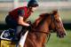 LOUISVILLE, KY - MAY 04: Dullahan trains on the track in preparation for the 138th Kentucky Derby at Churchill Downs at Churchill Downs on May 4, 2012 in Louisville, Kentucky. (Photo by Rob Carr/Getty Images)