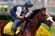 LOUISVILLE, KY - MAY 03: Union Rags trains on the track in preparation for the 138th Kentucky Derby at Churchill Downs on May 3, 2012 in Louisville, Kentucky. (Photo by Rob Carr/Getty Images)