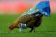 BLACKBURN, ENGLAND - MAY 07: A chicken walks across the pitch during the Barclays Premier League match between Blackburn Rovers and Wigan Athletic at Ewood Park on May 7, 2012 in Blackburn, England. (Photo by Laurence Griffiths/Getty Images)