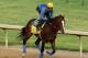 LOUISVILLE, KY - MAY 03: Bodemeister trains in preparation for the 138th Kentucky Derby at Churchill Downs on May 3, 2012 in Louisville, Kentucky. (Photo by Elsa/Getty Images)