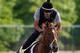 BALTIMORE, MD - MAY 16: Exercise rider Jonny Garcia takes I'll Have Another over the track in preparation for the 137th Preakness Stakes at Pimlico Race Course on May 16, 2012 in Baltimore, Maryland. (Photo by Rob Carr/Getty Images)