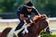 BALTIMORE, MD - MAY 17: Exercise rider Jonny Garcia takes I'll Have Another over the track in preparation for the 137th Preakness Stakes at Pimlico Race Course on May 17, 2012 in Baltimore, Maryland. (Photo by Rob Carr/Getty Images)