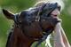 BALTIMORE, MD - MAY 17: Went the Day Well gets a bath following a workout in preparation for the 137th Preakness Stakes at Pimlico Race Course on May 17, 2012 in Baltimore, Maryland. (Photo by Rob Carr/Getty Images)