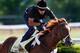 BALTIMORE, MD - MAY 17: Exercise rider Jonny Garcia takes I'll Have Another over the track in preparation for the 137th Preakness Stakes at Pimlico Race Course on May 17, 2012 in Baltimore, Maryland. (Photo by Rob Carr/Getty Images)
