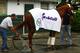 ELMONT, NY - MAY 21: Kentucky Derby, and Preakness winner I'll Have Another is washed outside his barn at Belmont Park on May 21, 2012 in Elmont, New York. (Photo by Al Bello/Getty Images)