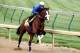 LOUISVILLE, KY - APRIL 28: Union Rags is riden by Julien Laparoux during the morning excercise session in preparation for the 138th Kentucky Derby at Churchill Downs on April 28, 2012 in Louisville, Kentucky. (Photo by Matthew Stockman/Getty Images)