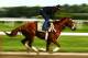 ELMONT, NY - JUNE 05: Triple Crown hopefull I'll Have Another gallops with exercise rider Jonny Garcia up during a morning workout at Belmont Park on June 5, 2012 in Elmont, New York. (Photo by Al Bello/Getty Images)