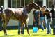 ELMONT, NY - JUNE 07: Triple Crown Hopefull I'll Have Another is bathed with exercise rider Jonny Garcia looking on after a morning workout at Belmont Park on June 7, 2012 in Elmont, New York. (Photo by Al Bello/Getty Images)