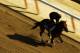 ELMONT, NY - JUNE 06: Five Sixteen gallops during a morning workout at Belmont Park on June 6, 2012 in Elmont, New York. (Photo by Al Bello/Getty Images)