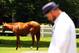 ELMONT, NY - JUNE 08: Trainer Doug O'Neil looks on as I'll Have Another grazes after a press conference outside of barn two on June 8, 2012 in Elmont, New York. It was announced earlier in the day that I'll Have Another has been scratched from the 2012 Belmont Stakes, ending his bid for a Triple Crown. (Photo by Al Bello/Getty Images)