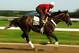 ELMONT, NY - JUNE 07: Unstoppable U gallops during a morning workout at Belmont Park on June 7, 2012 in Elmont, New York. (Photo by Al Bello/Getty Images)