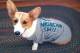 Photo via CorgiAddict.com. It's a spargi!