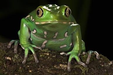 Substance from Frog's Back Used as Horse-Racing PED