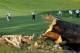 BETHESDA, MD - JUNE 30: Jimmy Walker hits his second shot on the 14th hole during Round Three of the AT&T National at Congressional Country Club on June 30, 2012 in Bethesda, Maryland. An overnight storm in the area knocked down several trees on the course. (Photo by Rob Carr/Getty Images)