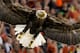 GLENDALE, AZ - JANUARY 10: Challenger, a Bald Eagle circles the stadium during the national anthem for the Tostitos BCS National Championship Game between the Oregon Ducks and Auburn Tigers at University of Phoenix Stadium on January 10, 2011 in Glendale, Arizona. (Photo by Kevin C. Cox/Getty Images)