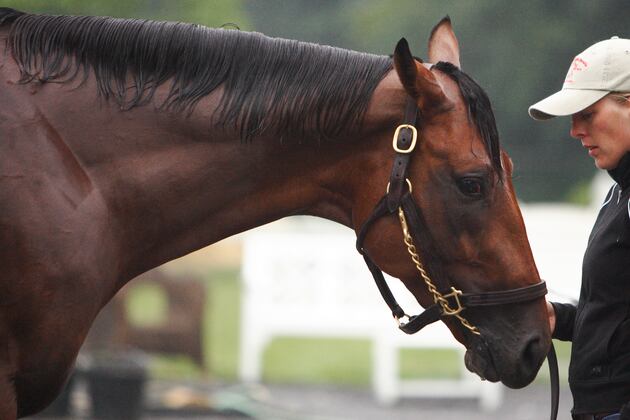 Undefeated Brown Almighty Wins Stakes