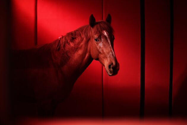 Horse Racing Turns to United States Anti-Doping Agency