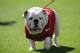 November 6, 2009; Athens, GA, USA; Georgia Bulldogs mascot UGA VIII walks the sidelines against the Idaho State Bengals in the first half at Sanford Stadium. Georgia defeated Idaho State 55-7. Mandatory Credit: Paul Abell-US PRESSWIRE