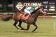 Turbo Compressor wins the Colonial Turf Cup. (photo via colonialdowns.com)