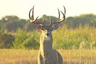 Hunt_whitetail_original_original_crop_north