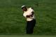 CARMEL, IN - SEPTEMBER 07: Vijay Singh of Fiji watches a pitch shot on the 11th hole during the second round of the BMW Championship at Crooked Stick Golf Club on September 7, 2012 in Carmel, Indiana. (Photo by Scott Halleran/Getty Images)