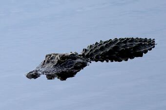 Hi-res-149981879_crop_north