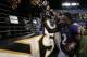 BALTIMORE, MD - SEPTEMBER 23: Wide receiver Torrey Smith #82 of the Baltimore Ravens high fives fans while walking off the field following the Ravens 31-30 win over the New England Patriots at M&T Bank Stadium on September 23, 2012 in Baltimore, Maryland. (Photo by Rob Carr/Getty Images)