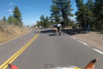 Skateboarder Gets Trucked by Deer