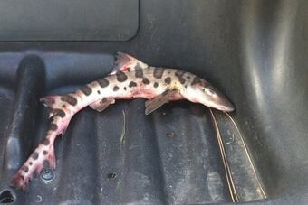 C1oy_shark_crop_north