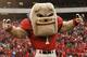 ATHENS, GA - NOVEMBER 29: Georgia Bulldogs mascot Hairy Dawg poses before the game against the Georgia Tech Yellow Jackets at Sanford Stadium on November 29, 2008 in Athens, Georgia. The Yellow Jackets defeated the Bulldogs 45-42. (Photo by Mike Zarrilli/Getty Images)