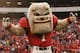 ATHENS, GA - NOVEMBER 29: Georgia Bulldogs mascot Hairy Dawg poses before the game against the Georgia Tech Yellow Jackets at Sanford Stadium on November 29, 2008 in Athens, Georgia. The Yellow Jackets defeated the Bulldogs 45-42. (Photo by Mike Zarrilli/Getty Images)