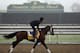 ARCADIA, CA - OCTOBER 31: Alpha trains in preparation for the 2012 Breeder's Cup at Santa Anita Park on October 31, 2012 in Arcadia, California. (Photo by Jeff Gross/Getty Images)