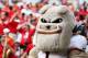 STILLWATER, OK - SEPTEMBER 5: The Georgia Bulldogs mascot Hairy Dawg watches the game against the Oklahoma State Cowboys at Boone Pickens Stadium on September 5, 2009 in Stillwater, Oklahoma. (Photo by Christian Petersen/Getty Images)